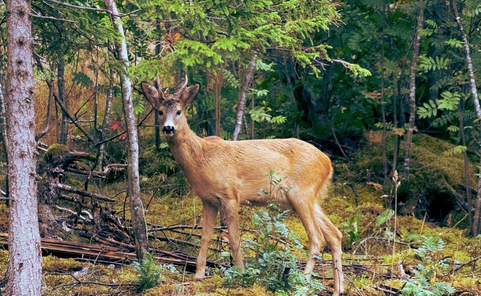 Tuscany Nature and Wildlife Areas, Tuscany Wildlife, Wildlife Tour in Tuscany,