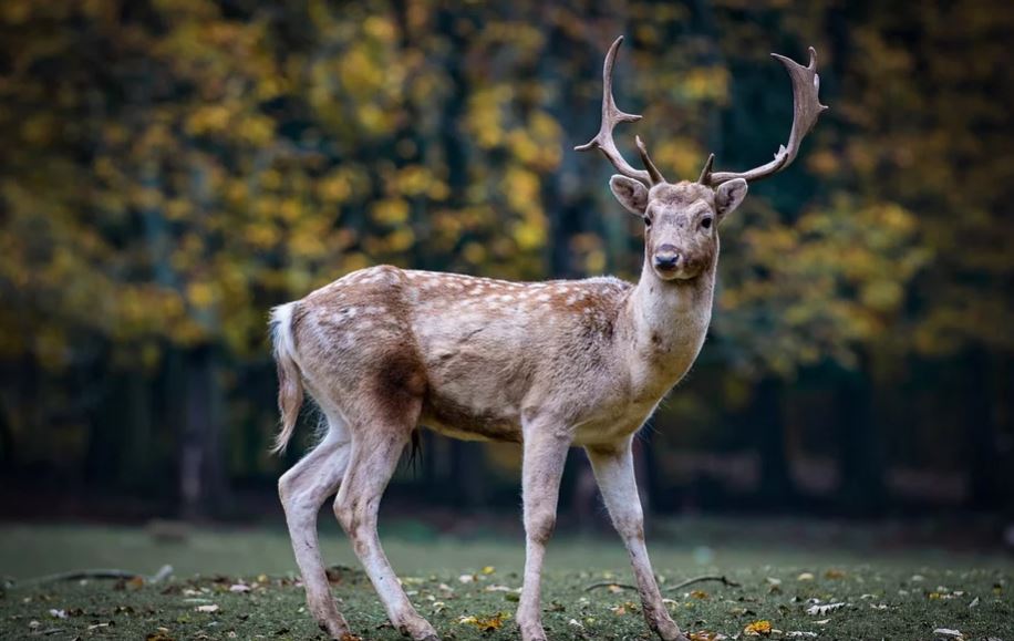 Tuscany Wildlife, Wildlife Tour in Tuscany, Wildlife Century in Tuscany.