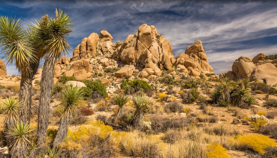 Joshua Tree